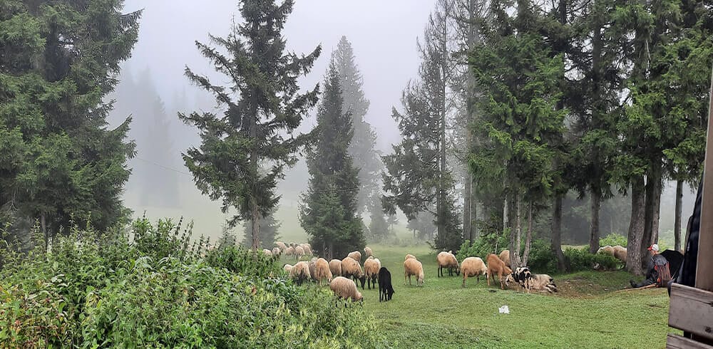 kayabaşi (7)